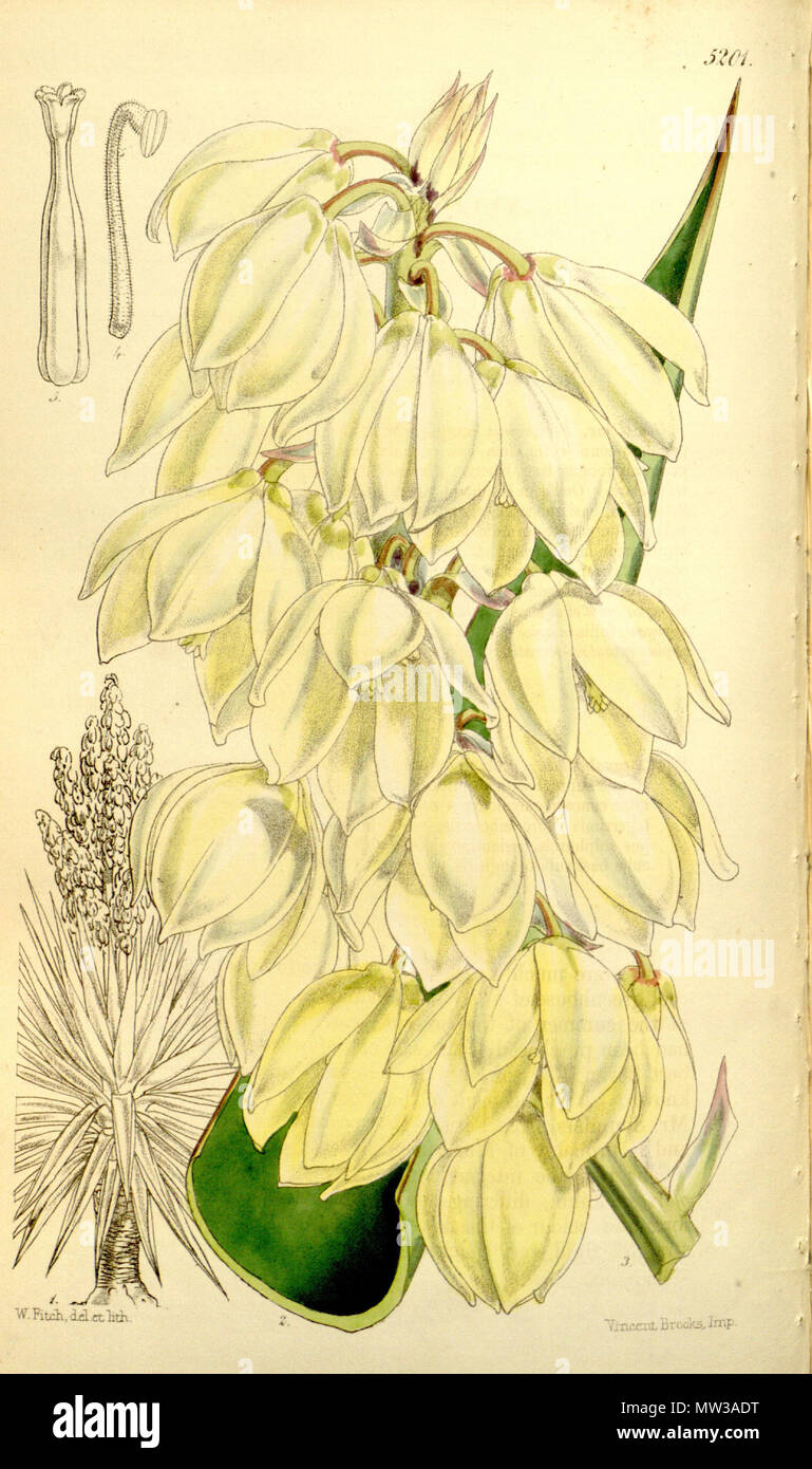 . Yucca treculeana . 1821. J.Sims 658 Yucca treculeana (come Yucca canaliculata) Bot. Mag. 86. t. 5201. 1860. Foto Stock