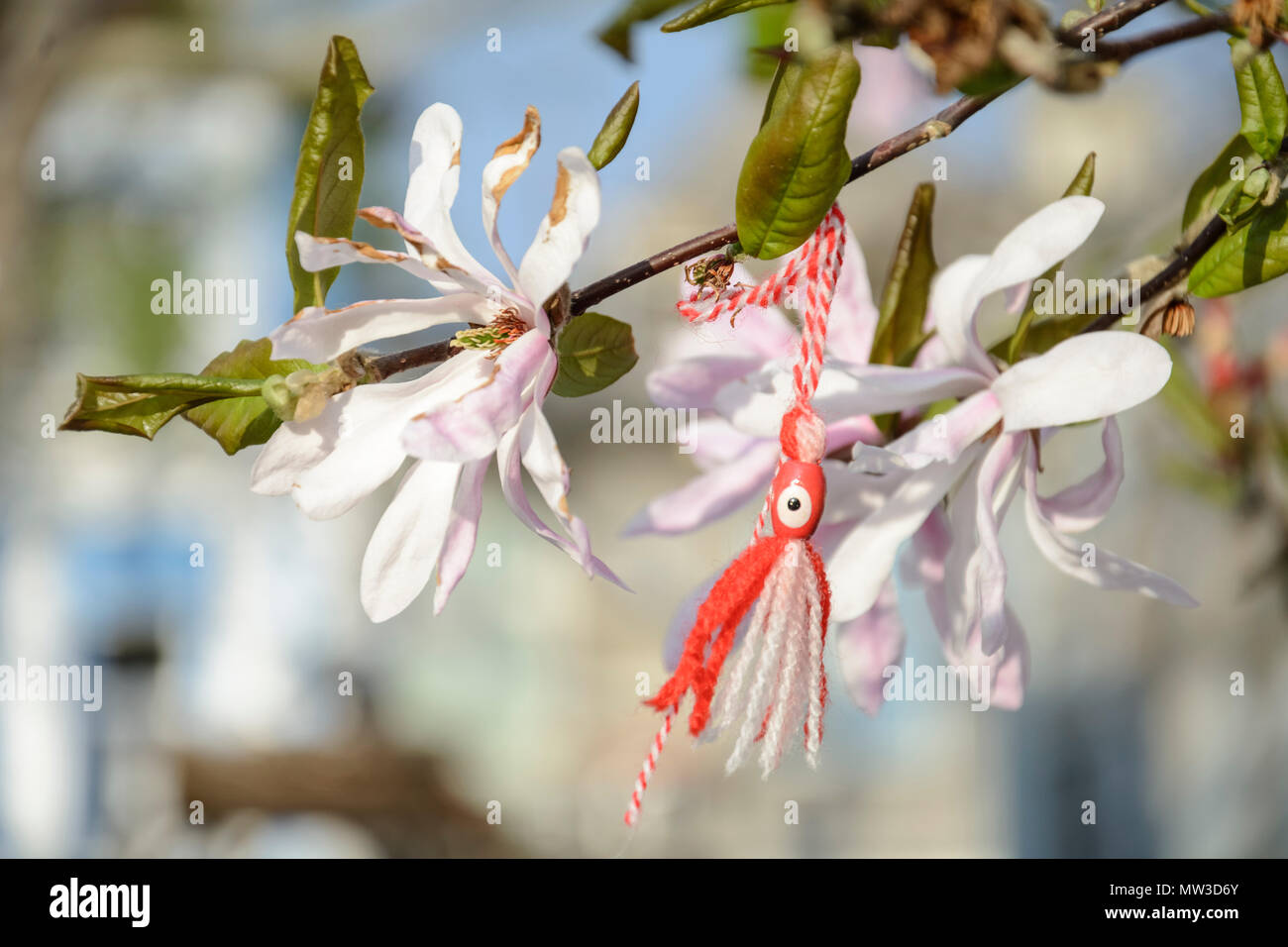 Martenitsa in un ramo di Magnolia con fiore. octopus martenitsa Foto Stock