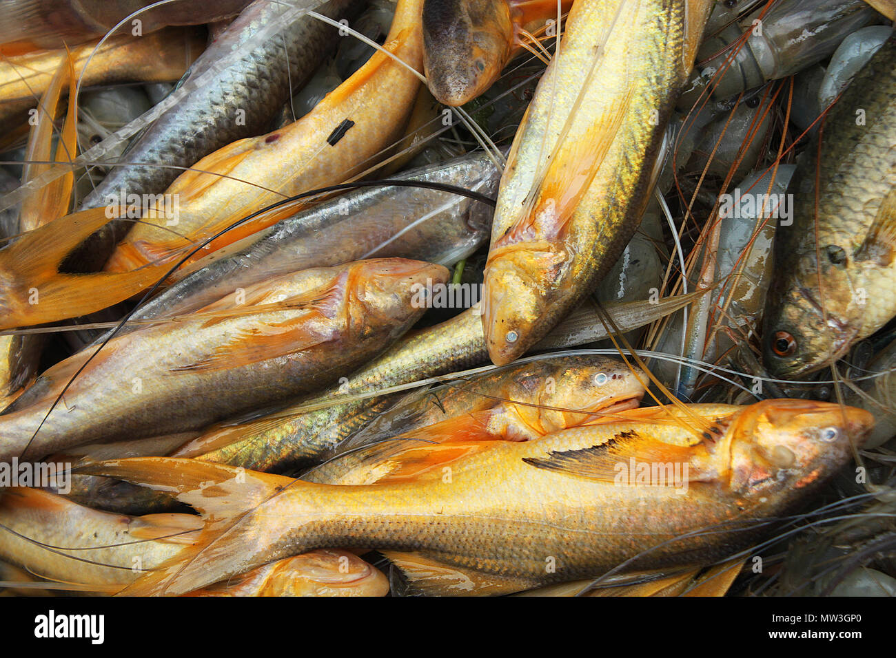 Assortiti locali del Bangladesh pesci. Khulna, Bangladesh. Foto Stock