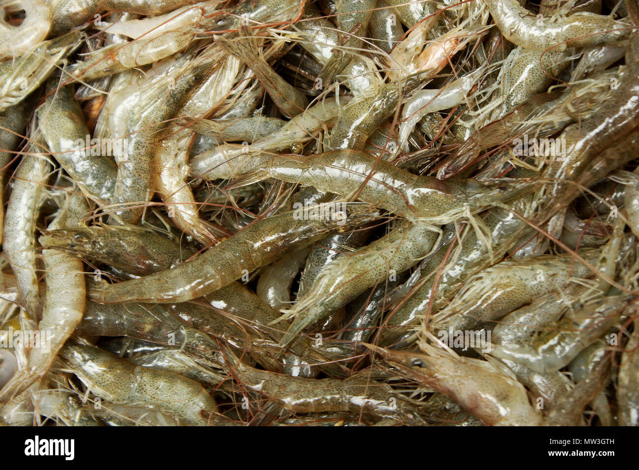 Gamberi in una Gher (gamberetti impresa) a Kaira,Khulna, Bangladesh. Foto Stock