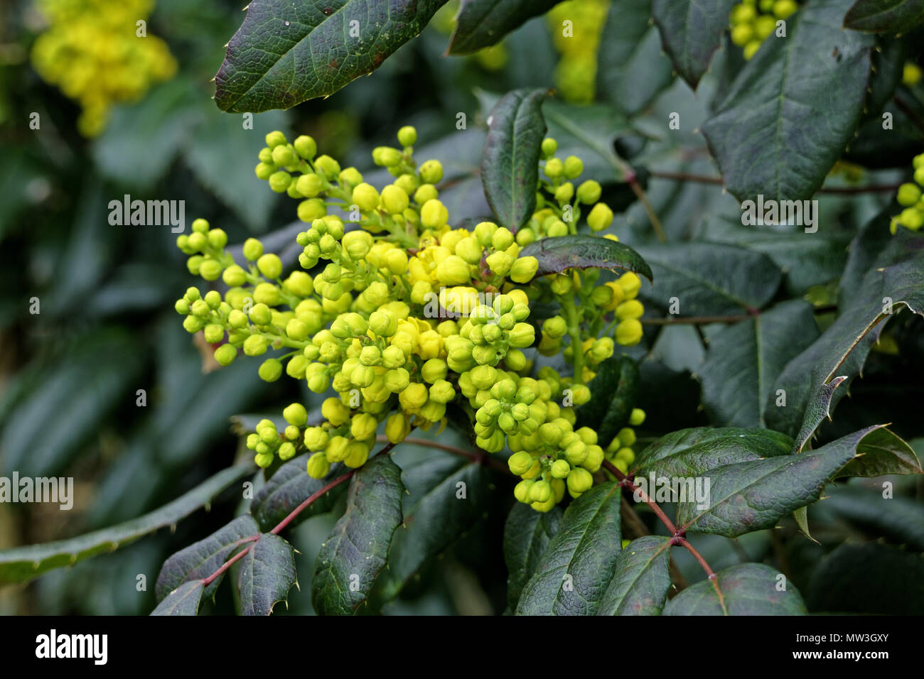 Oregon uva (Mahonia auifolium) Foto Stock