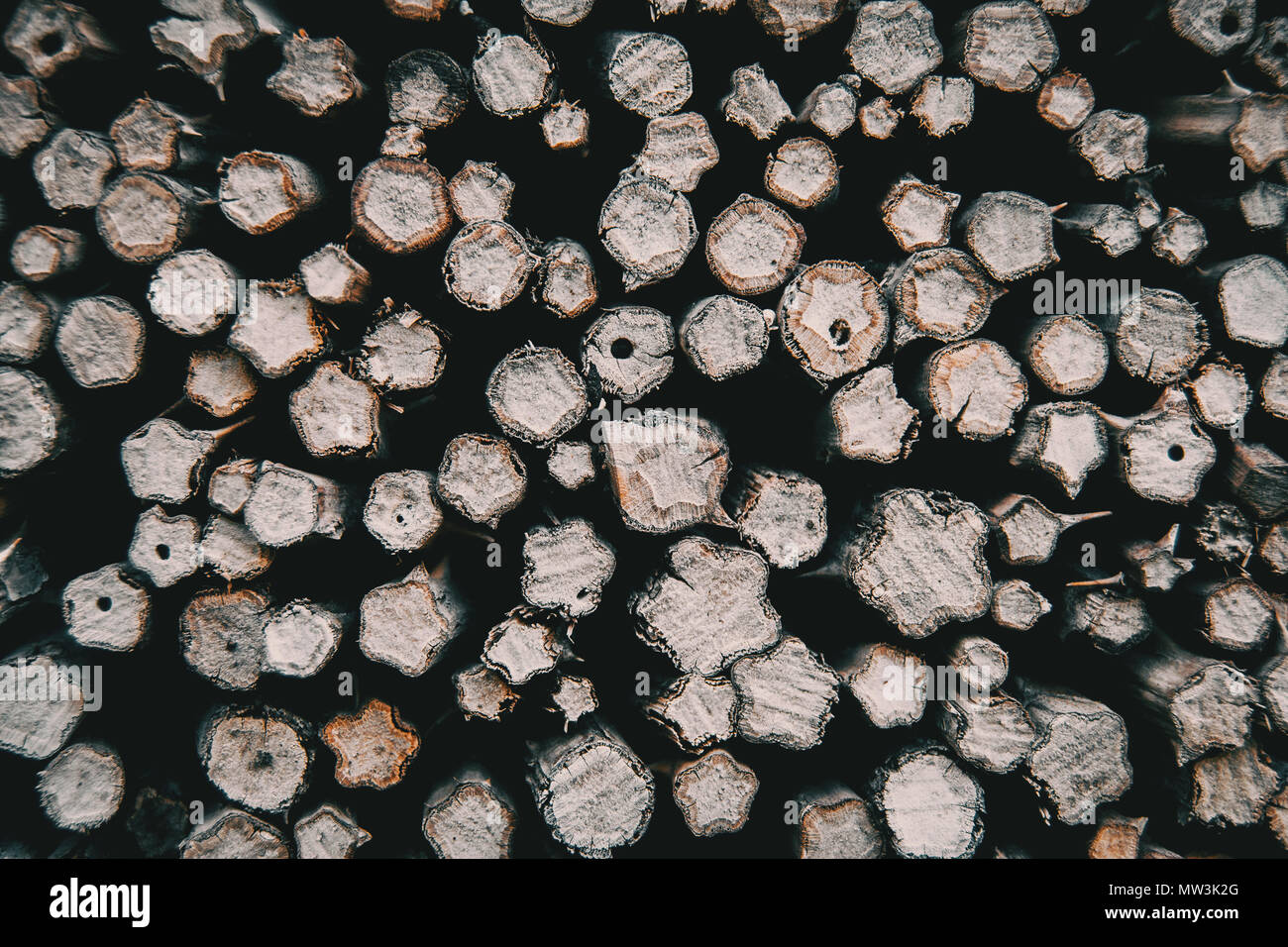 Texture astratta filiali di dimensioni differenti Foto Stock