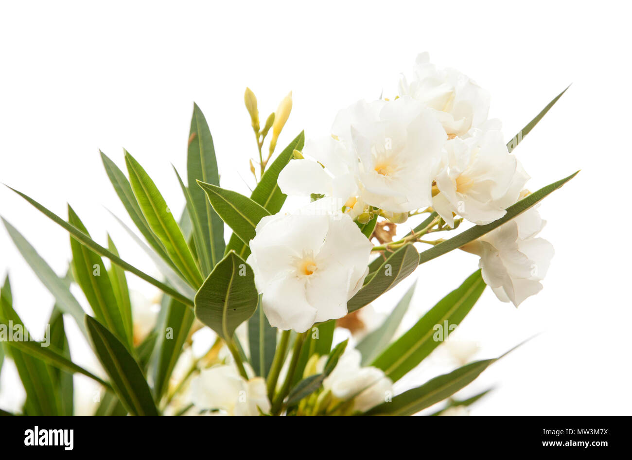 50 Semi Di Nerium Oleander – Oleandro Bianco, Semi Freschi Per Alberi E Bonsai, Da Primavera A Autunno
