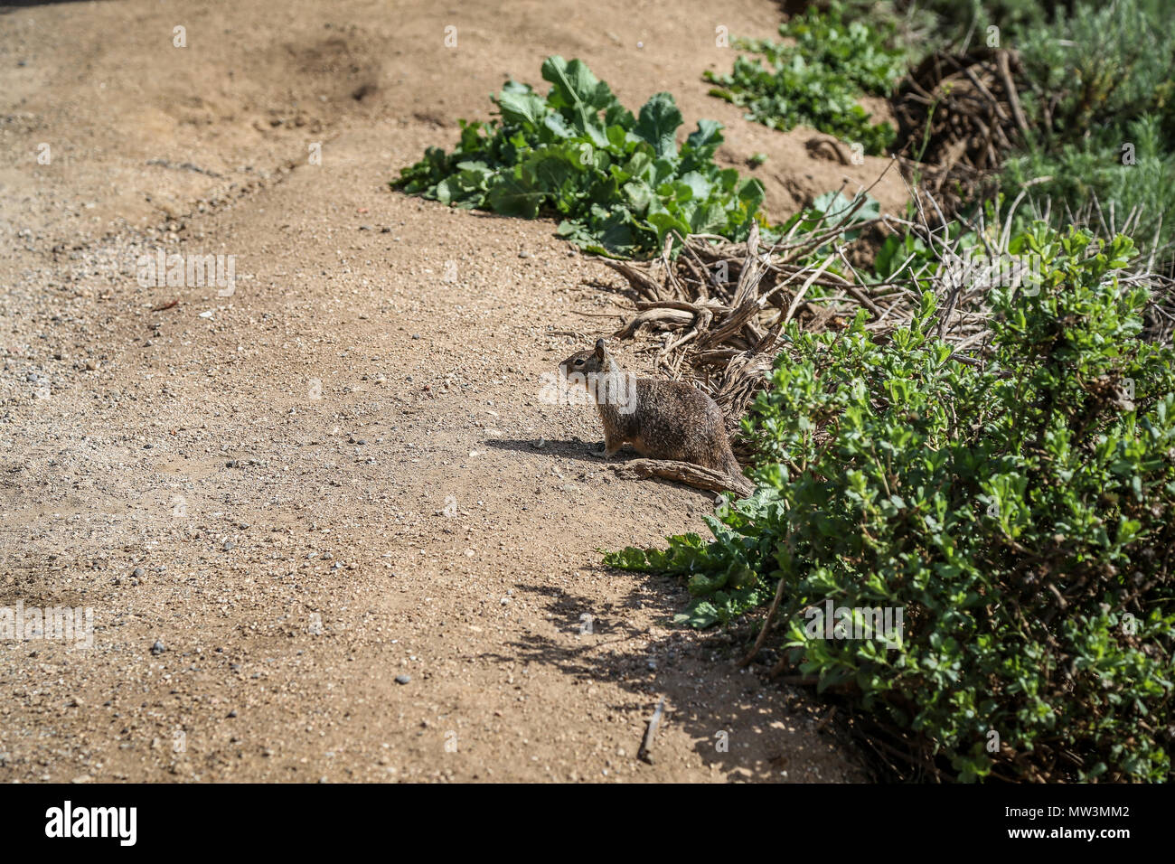 Lo scoiattolo cercando in garrapata State Park in California Foto Stock