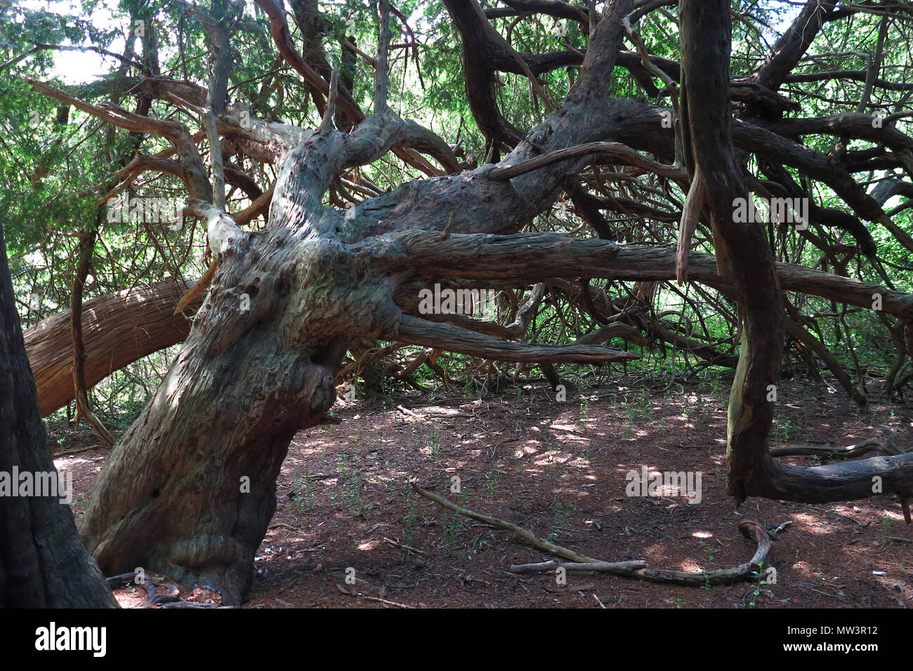 Yew alberi in Kingley Vale Riserva Naturale Nazionale, West Sussex, in Inghilterra. Maggio 2018 Foto Stock