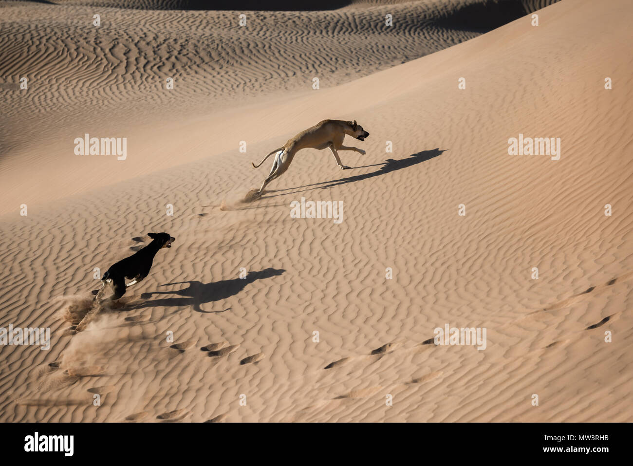 Due cani Sloughi (Arabian greyhound) eseguire nelle dune di sabbia nel deserto del Sahara in Marocco. Foto Stock