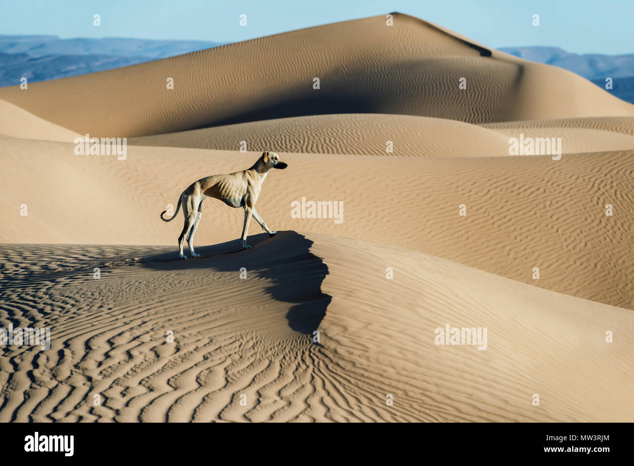 Un marrone Sloughi cane (Arabian greyhound) sorge sulla sommità di una duna di sabbia nel deserto del Sahara in Marocco. Foto Stock