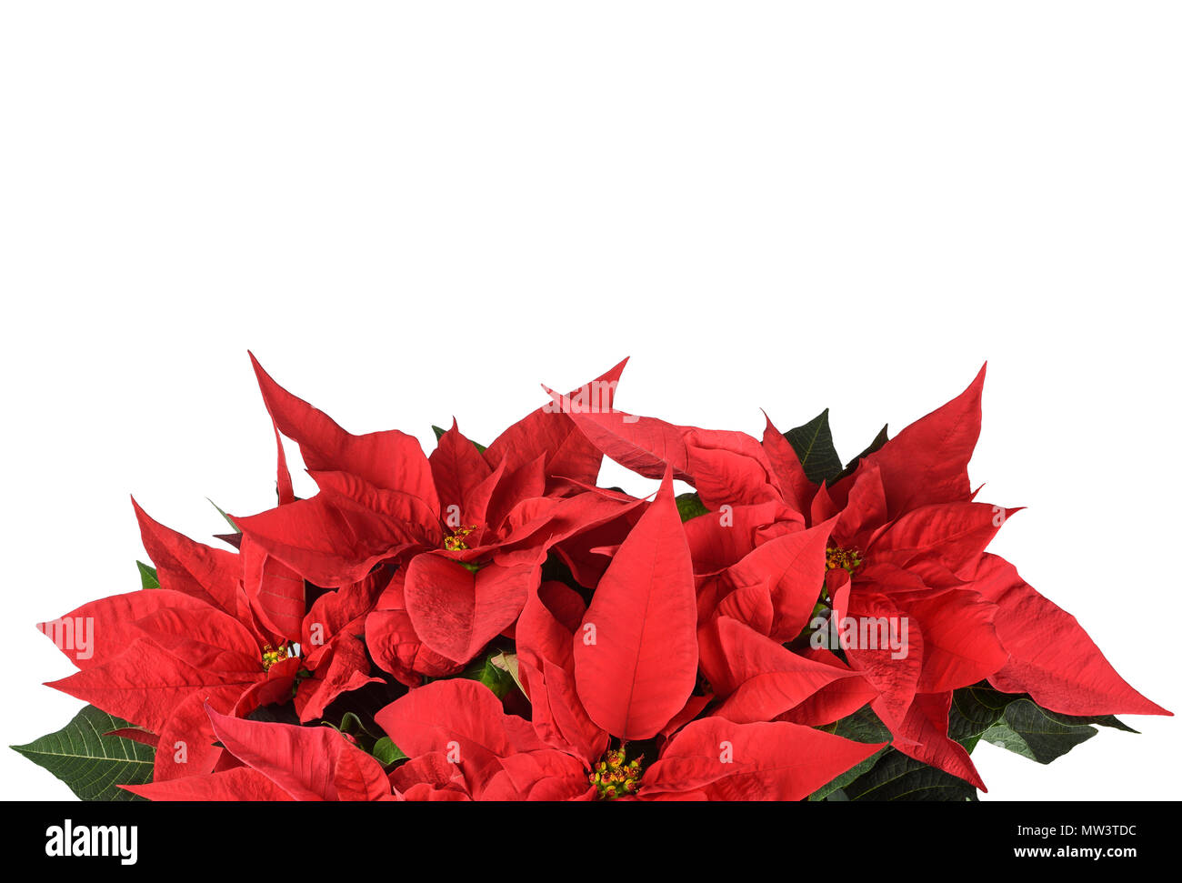 Poinsettia fiori isolati su sfondo bianco Foto Stock