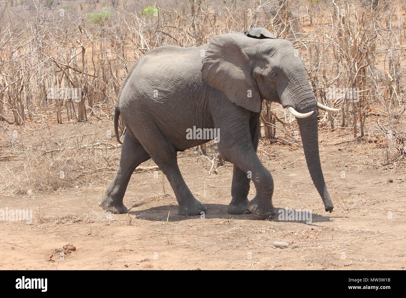 Elefante in erba secca Foto Stock