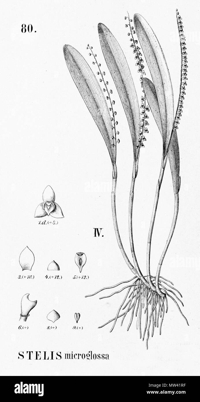 . Illustrazione di Stelis aprica (come syn. Stelis microglossa) . 1896. Alfred Cogniaux (1841 - 1916) 575 Stelis aprica (come syn. Stelis microglossa) - intaglio dalla flora Brasiliensis 3-4-80 figura IV Foto Stock