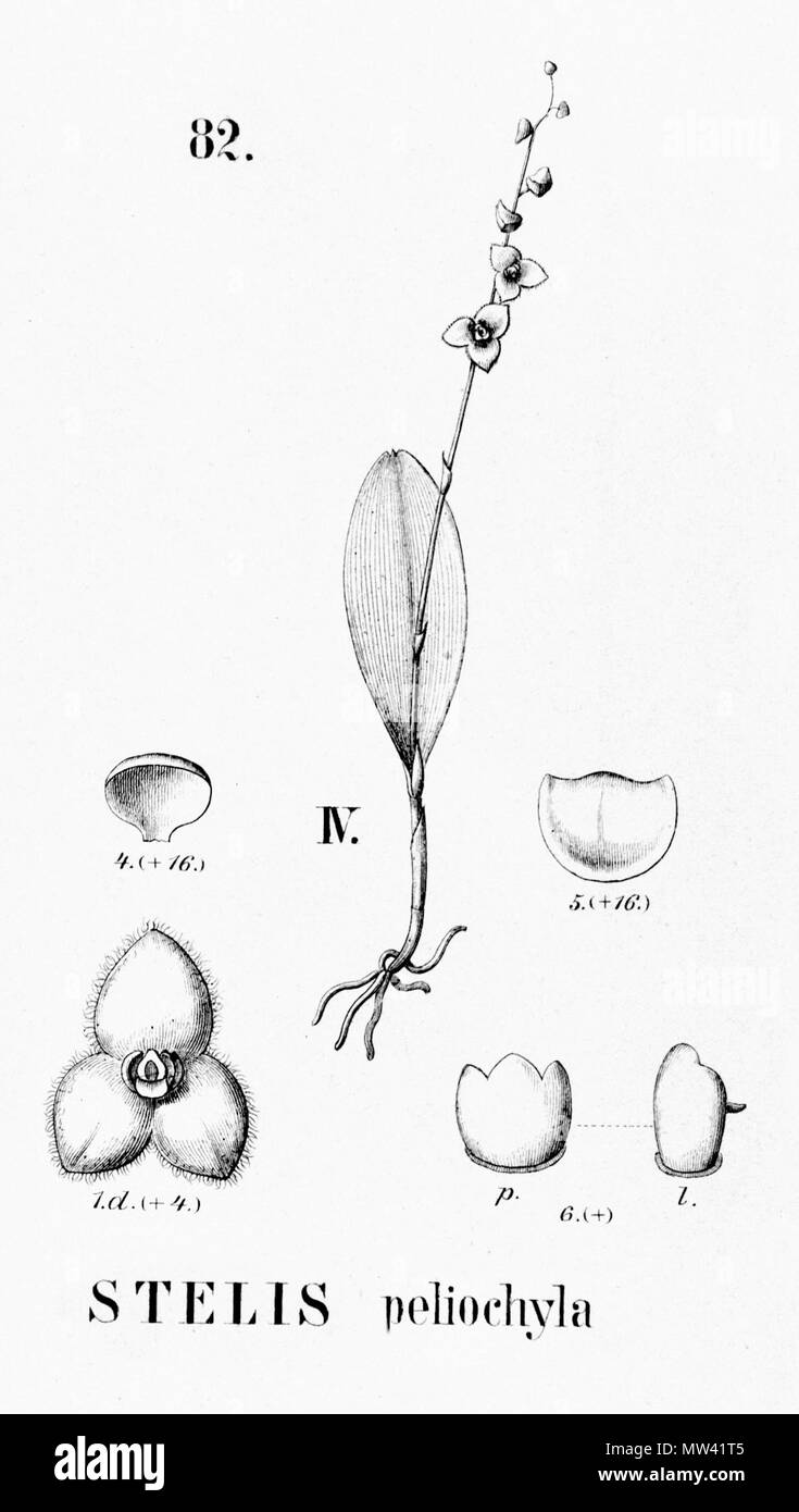 . Illustrazione di Stelis peliochyla . 1896. Alfred Cogniaux (1841 - 1916) 575 Stelis peliochyla - intaglio dalla flora Brasiliensis 3-4-82 figura IV Foto Stock