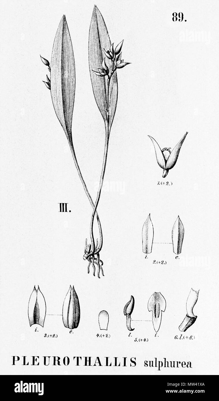 . Illustrazione di Pleurothallis sulfurea . 1896. Alfred Cogniaux (1841 - 1916) 489 Pleurothallis sulfurea - intaglio dalla flora Brasiliensis 3-4-89 figura II Foto Stock