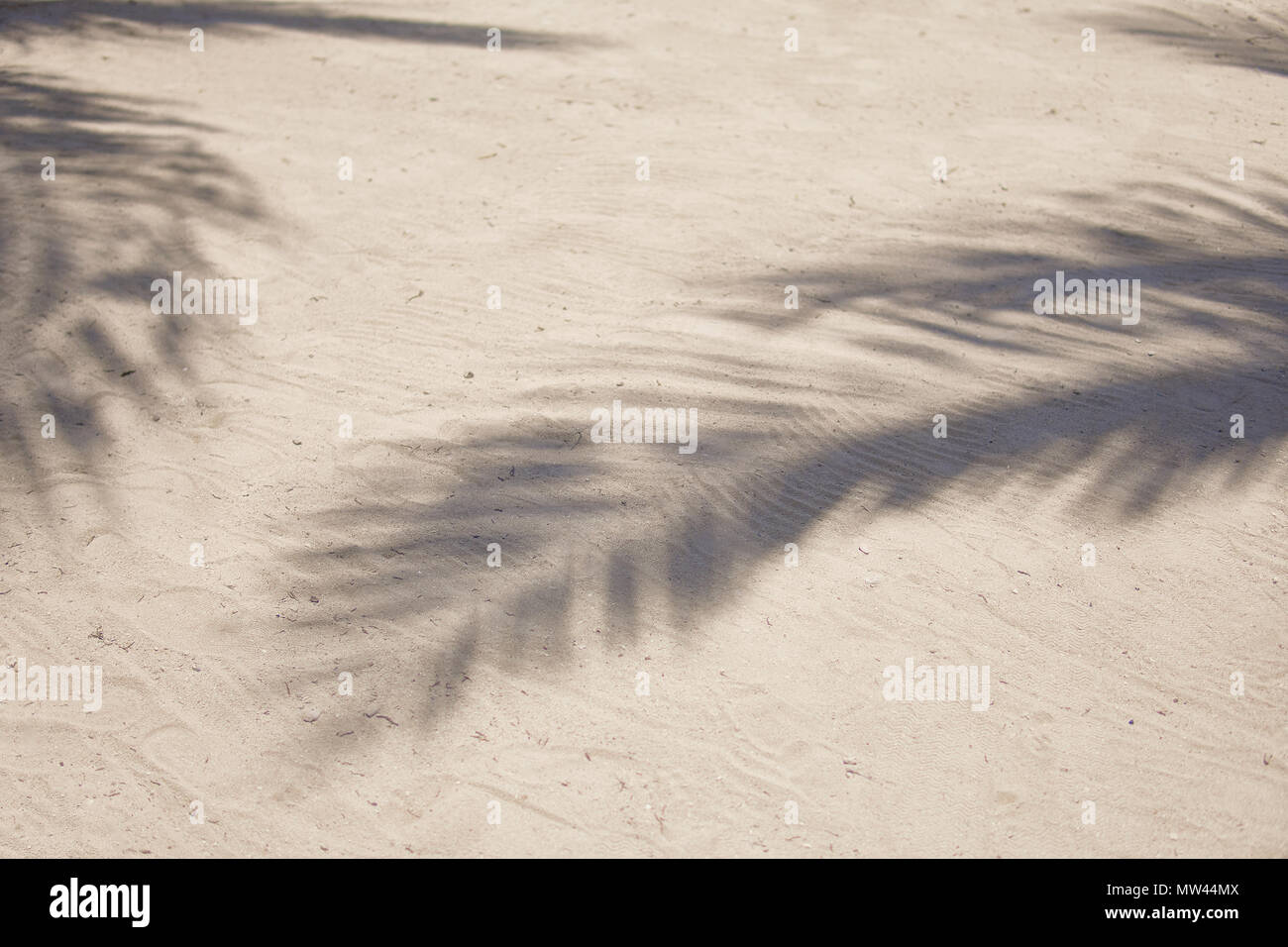 Ombre di fronde di palme svolazzanti sulla trama di spiaggia di sabbia. Mar dei Caraibi. Riviera Maya Messico Foto Stock