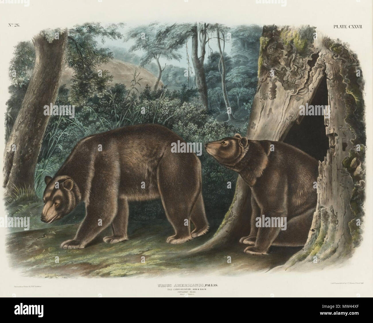 . Inglese: cannella piastra orso CXXVII colorate a mano 1847-1848 litografia su carta intessuta 555 da 700 mm . tra il 1847 e il 1848. J T Bowen; dopo John James Audubon 131 Cannella recare da J T Bowen dopo John James Audubon Foto Stock