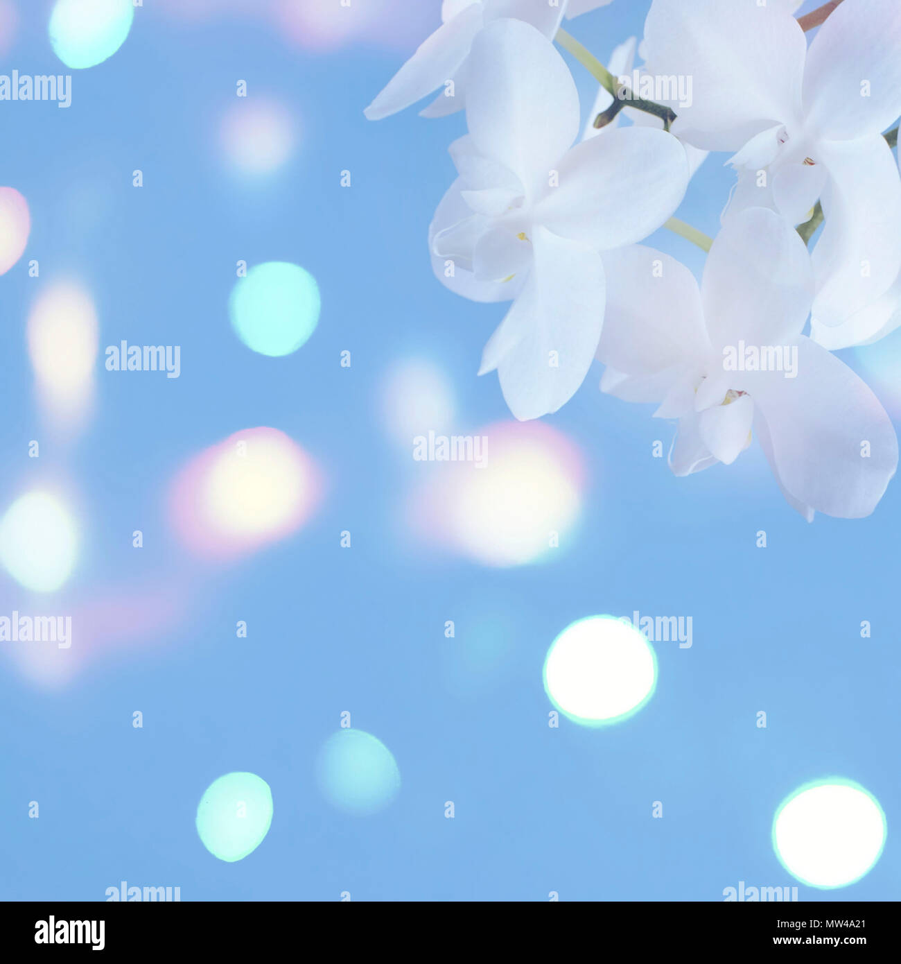 Orchidea bianca su sfondo blu. Una splendida fioritura delle piante Foto Stock Orchidea bianca su sfondo blu. Una splendida fioritura delle piante Foto Stock