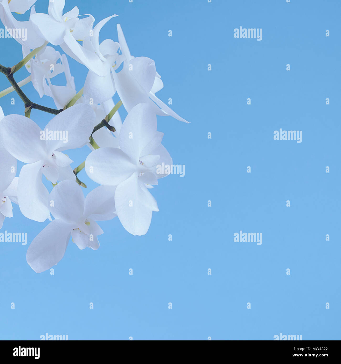 Orchidea bianca su sfondo blu. Una splendida fioritura delle piante Foto Stock Orchidea bianca su sfondo blu. Una splendida fioritura delle piante Foto Stock