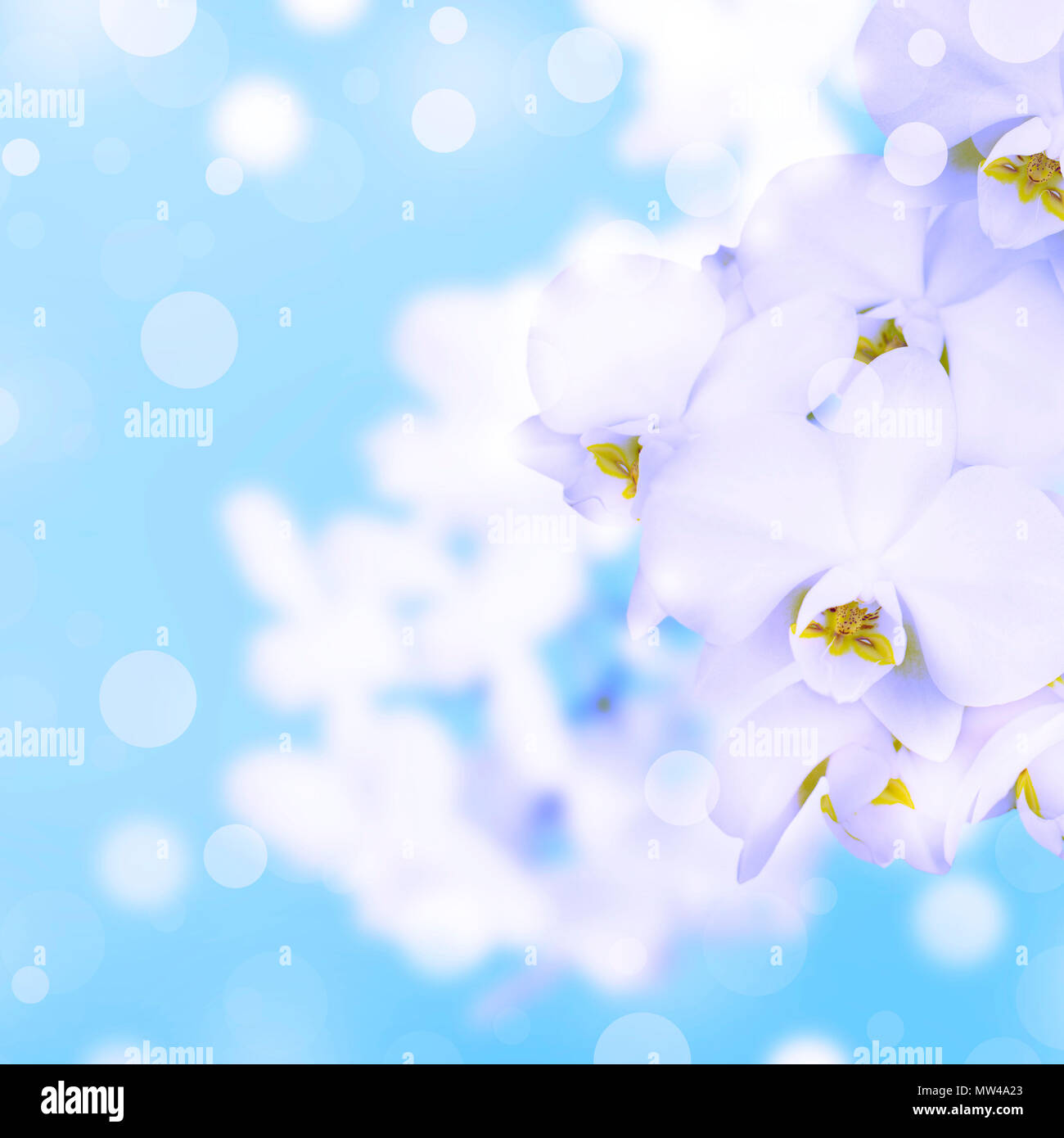 Orchidea bianca su sfondo blu. Una splendida fioritura delle piante Foto Stock Orchidea bianca su sfondo blu. Una splendida fioritura delle piante Foto Stock