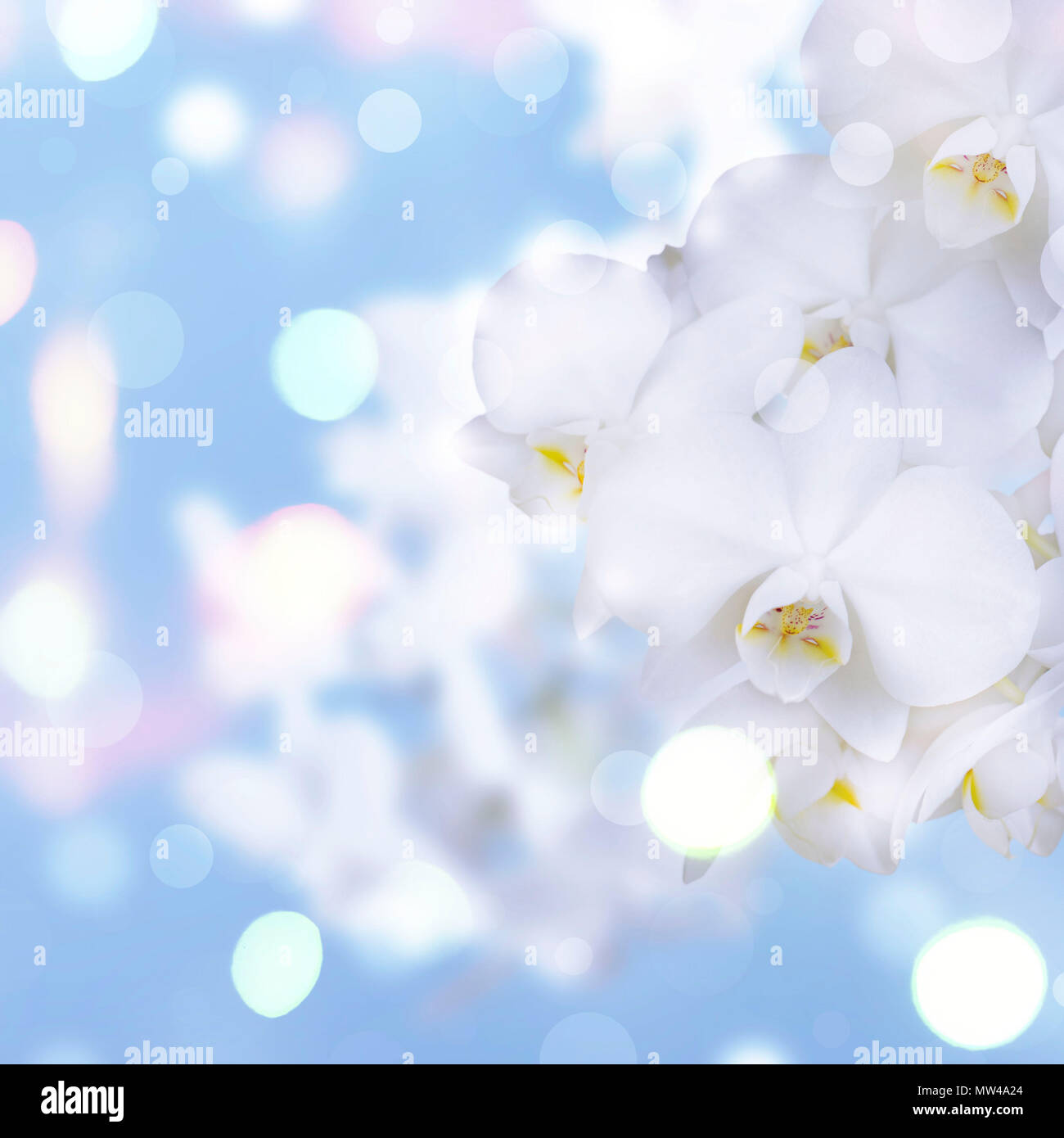 Orchidea bianca su sfondo blu. Una splendida fioritura delle piante Foto Stock Orchidea bianca su sfondo blu. Una splendida fioritura delle piante Foto Stock