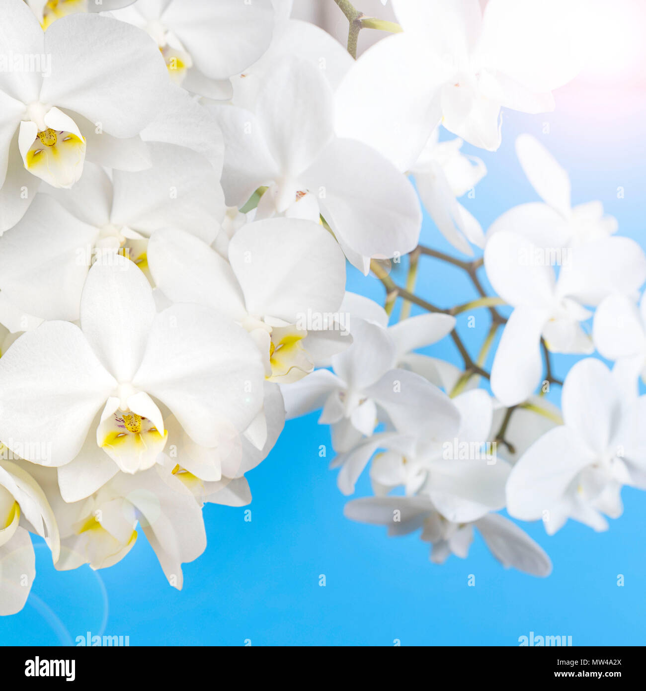 Orchidea bianca su sfondo blu. Una splendida fioritura delle piante Foto Stock Orchidea bianca su sfondo blu. Una splendida fioritura delle piante Foto Stock