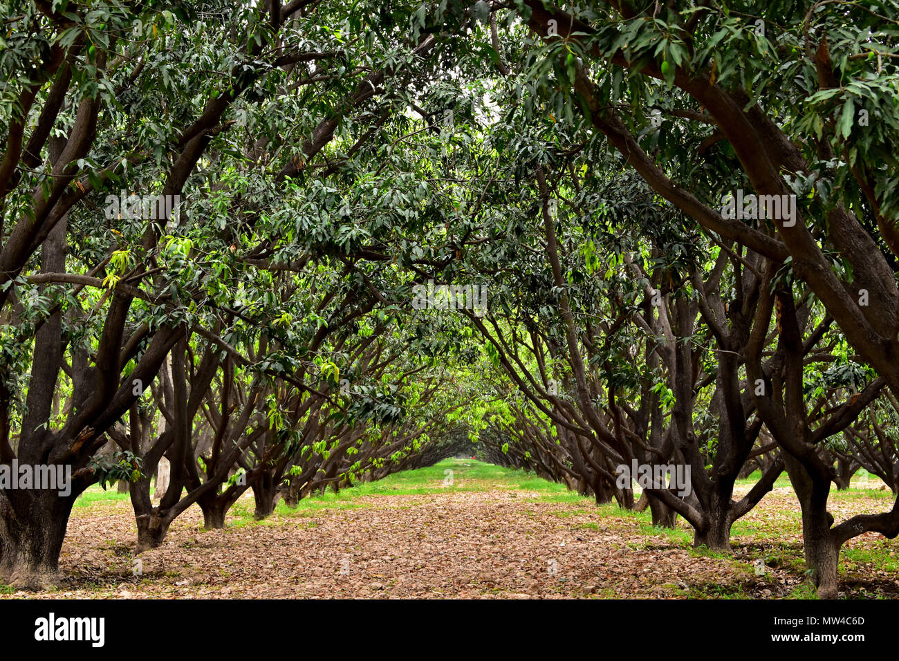 Un boschetto di alberi di mango. Foto Stock