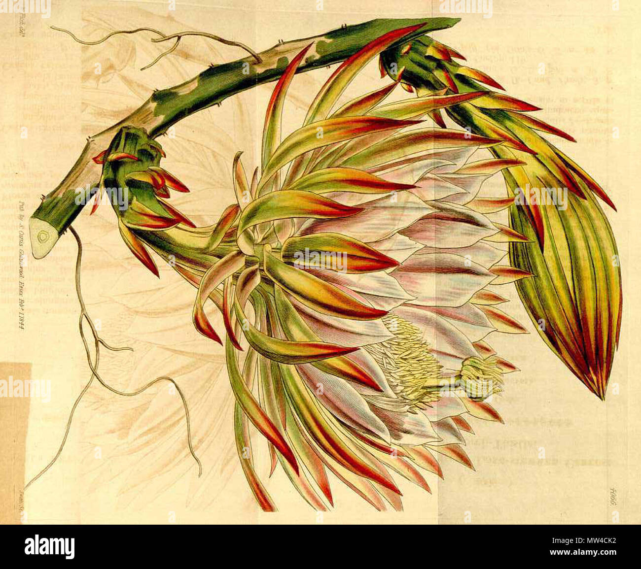 . Inglese: Hylocereus monacanthus, come Cereus extensus . 2 giugno 2012, 23:33:53. W.H. Fitch 289 Hylocereus monacanthus 533 (ruotato) Foto Stock