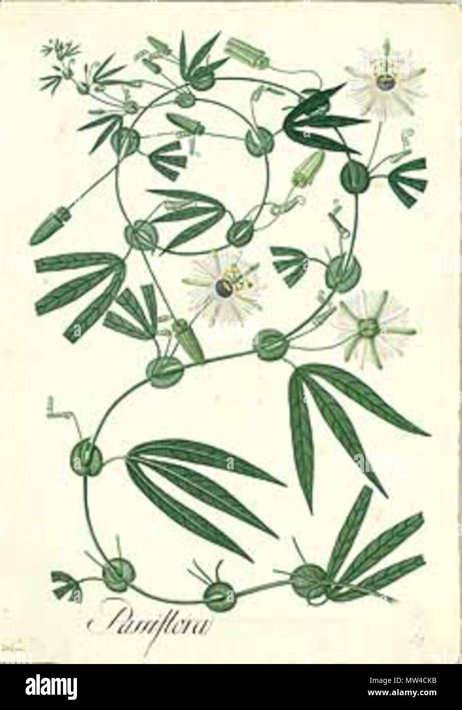 . Inglese: Passiflora lehmannii . 3 giugno 2012, 03:44:34. N. Cortés Alcocer 469 Passiflora lehmannii Foto Stock