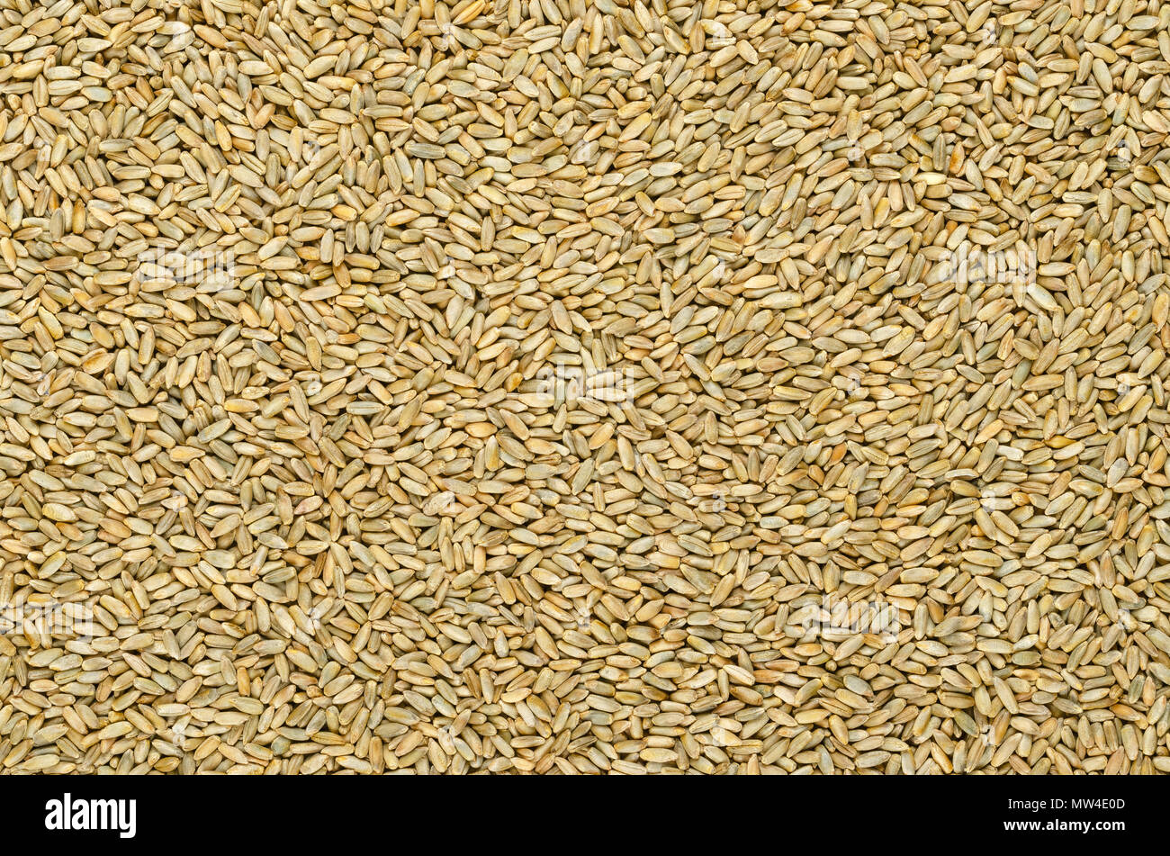 Grani di segale, di superficie e di fondo. Secale cereale, grano, il coperchio e il raccolto di foraggio. Membro della tribù di frumento. Usato per la farina e pane, birra, whisky, ... Foto Stock