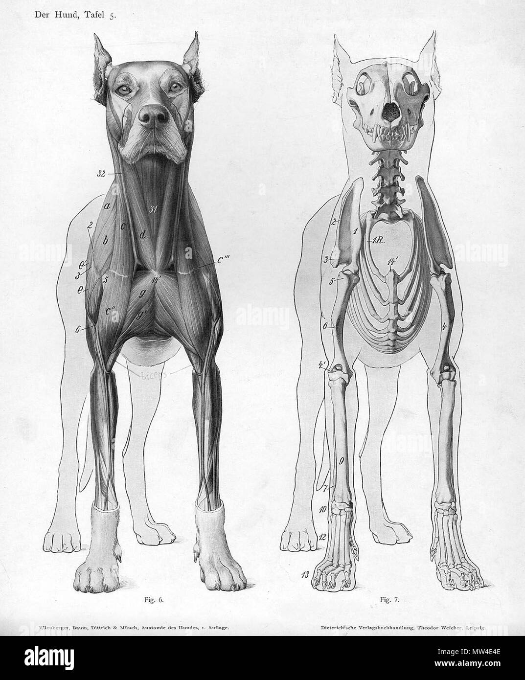 . Anatomiche animali da incisione Handbuch der Anatomie der Tiere für Künstler' - Hermann Dittrich, illustrator. 1889 e 1911-1925. Wilhelm Ellenberger e Hermann Baum 165 anatomia del cane vista anteriore Foto Stock