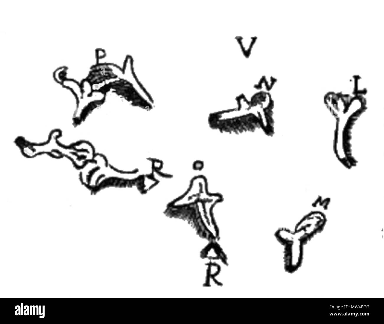 . Inglese: Illustrazione dell'orecchio ossicoli 670 Ingrassia stapedio noback Foto Stock