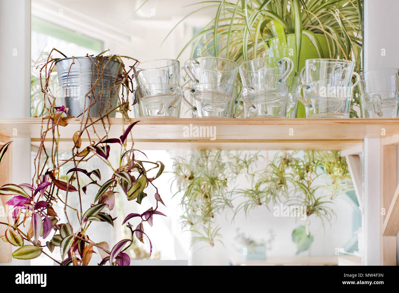 Tazze e piante da interni in piedi sul ripiano Foto Stock