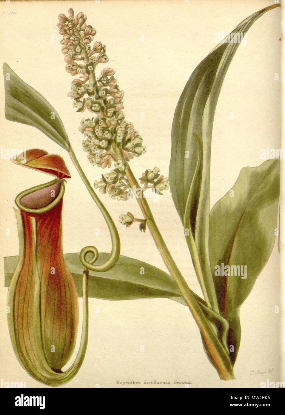 . Inglese: Nepenthes distillatoria dall'armadio botanico, vol. 11: t. 1017 (1827) . 11 febbraio 2013, 01:53:14. C. Loddiges 440 Nepenthes distillatoria - Il Gabinetto Botanico (1827). Foto Stock