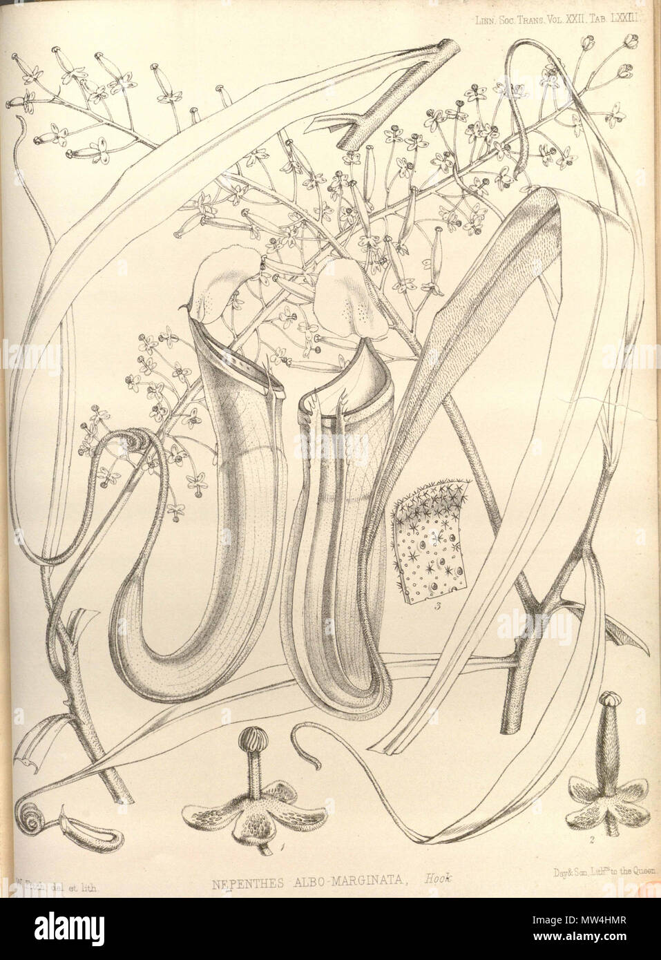 . Inglese: Nepenthes albomarginata da operazioni della Linnean Society di Londra, vol. 22: t. 73 (1859) [W.H. Fitch] . Il 15 febbraio 2013, 00:49:49. W.H. Fitch 440 Nepenthes albomarginata - Operazioni della Linnean Society di Londra (1859) Foto Stock