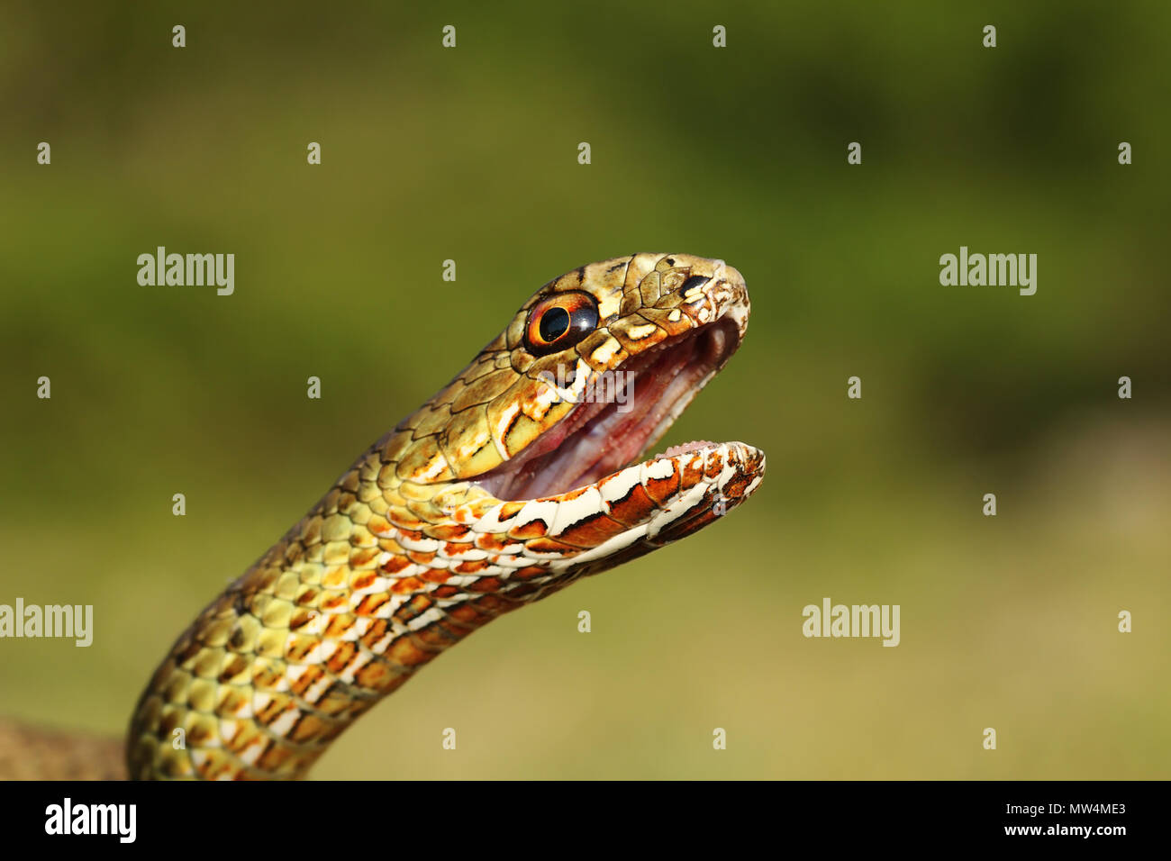 Ritratto di arrabbiato montpellier est snake ( Malpolon insignitus ), animale pronto a mordere Foto Stock