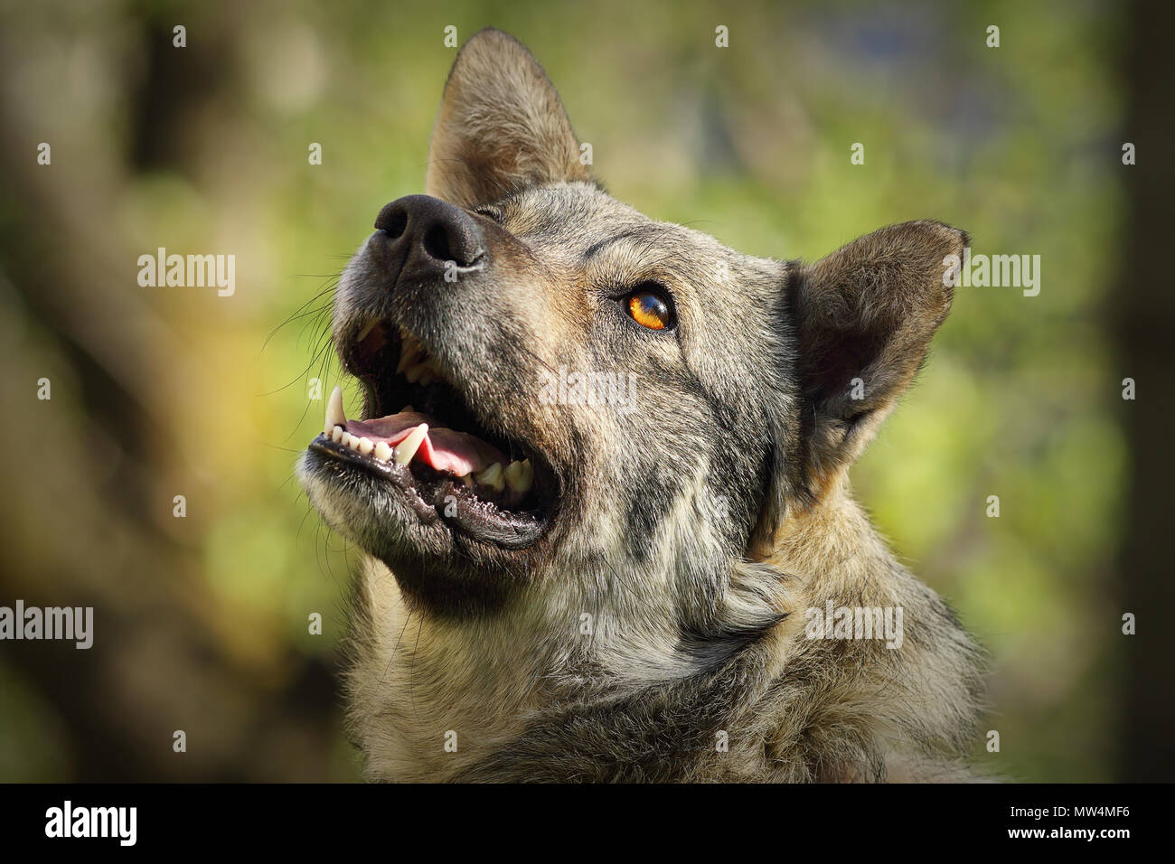Simpatico cane curioso ritratto oltre al di fuori della messa a fuoco lo sfondo immagine con bokeh di fondo Foto Stock