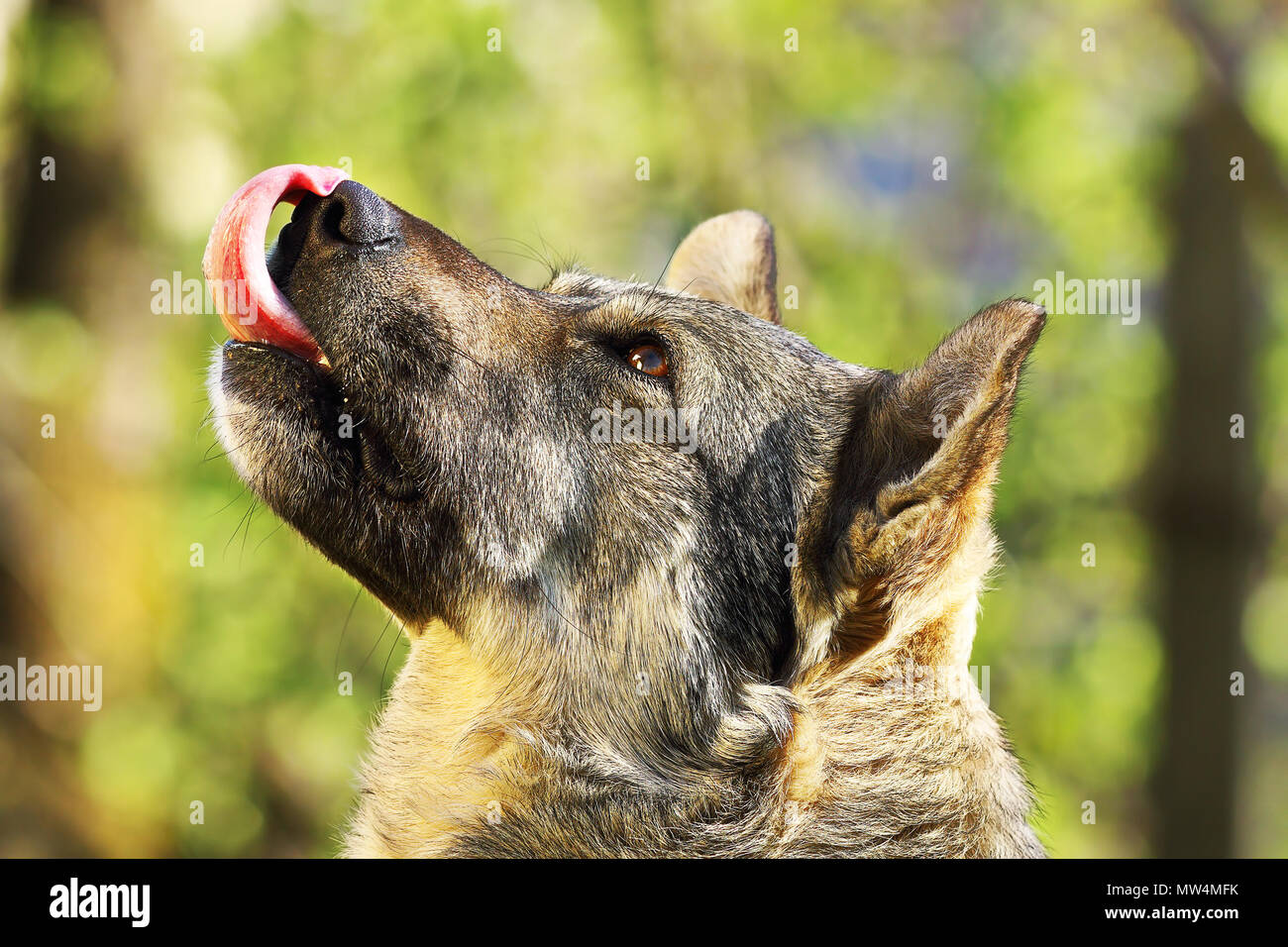 Carino il ritratto di cane domestico Elemosinare il cibo Foto Stock
