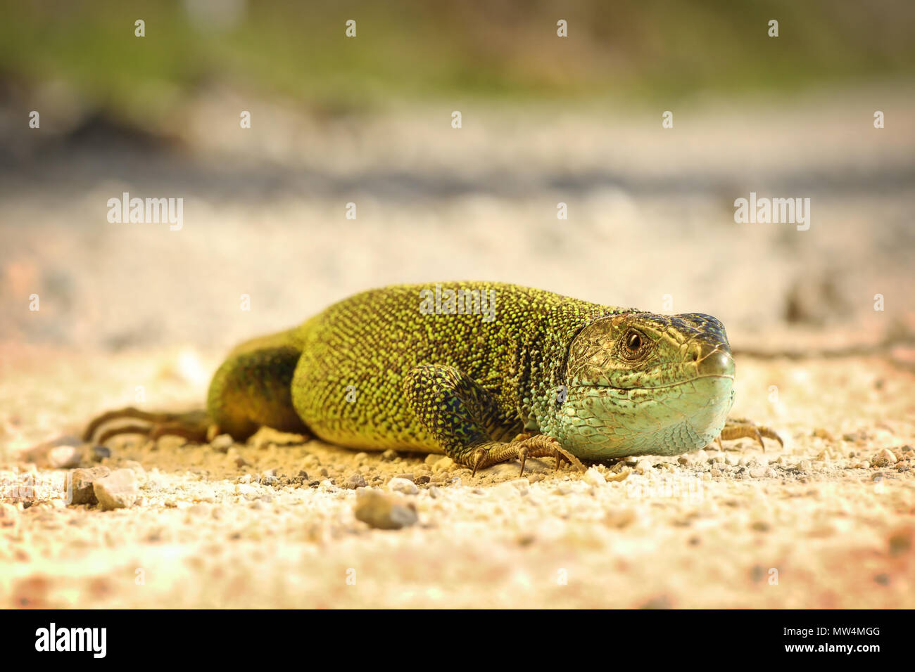 Maschio lucertola verde sul terreno, closeup sulla testa ( Lacerta viridis ) Foto Stock