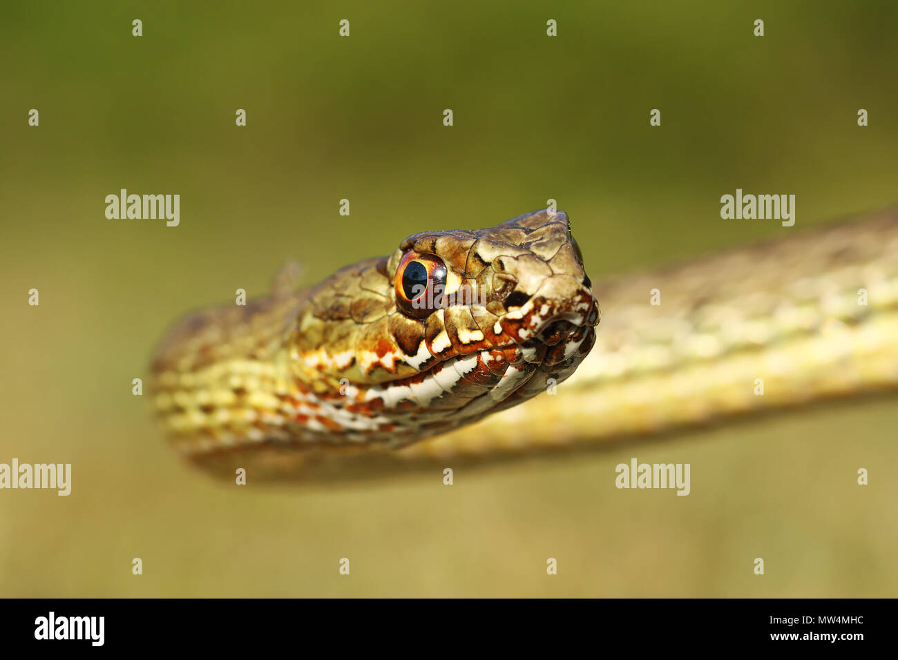 Ritratto di bella montpellier snake ( Malpolon insignitus ) Foto Stock