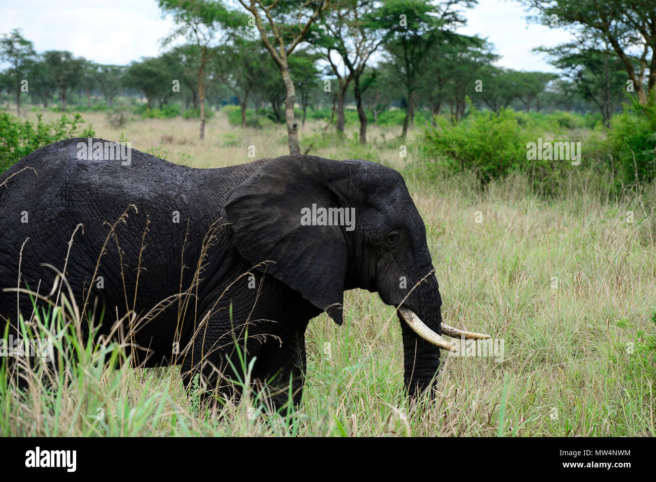 In Uganda, Kasese, Queen Elizabeth Nationalpark, elefante / Elefant im Queen Elizabeth Nationalpark Foto Stock