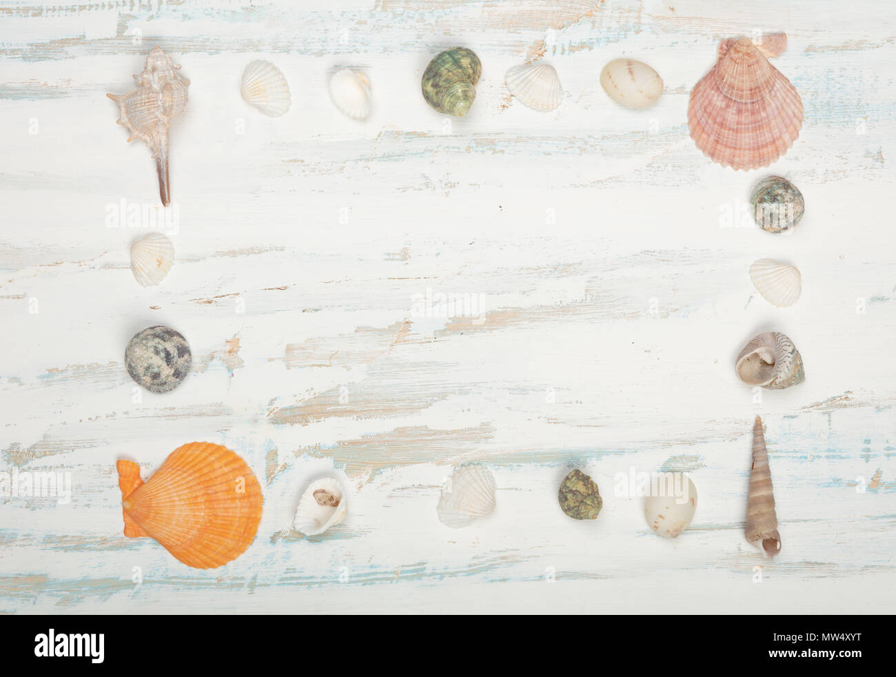Seashells telaio su un bianco e blu sullo sfondo di legno con spazio di copia per la nautica o concetti marine Foto Stock