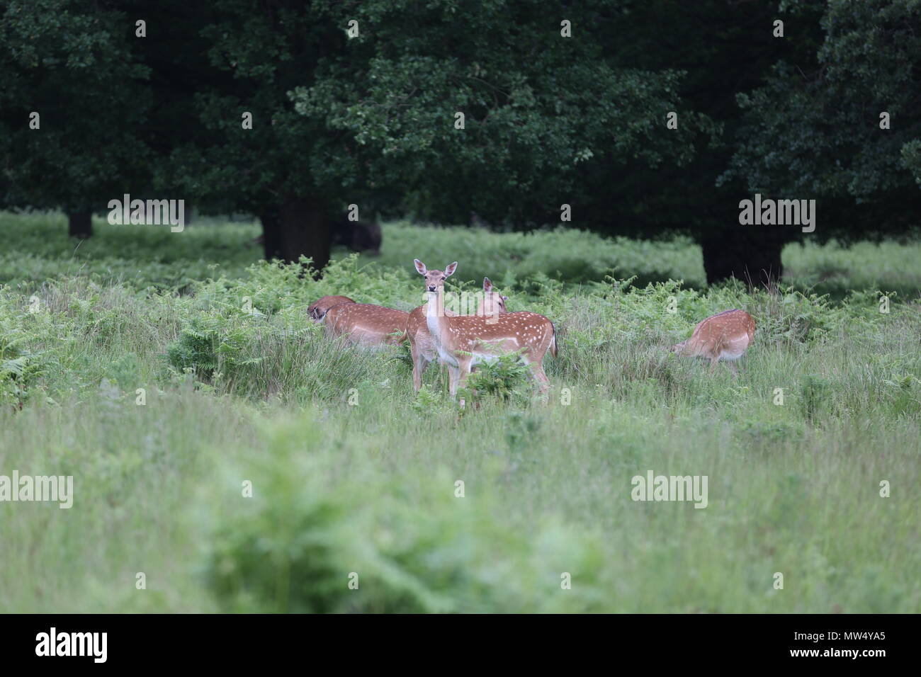 Cervi selvatici in Richmond Park Foto Stock