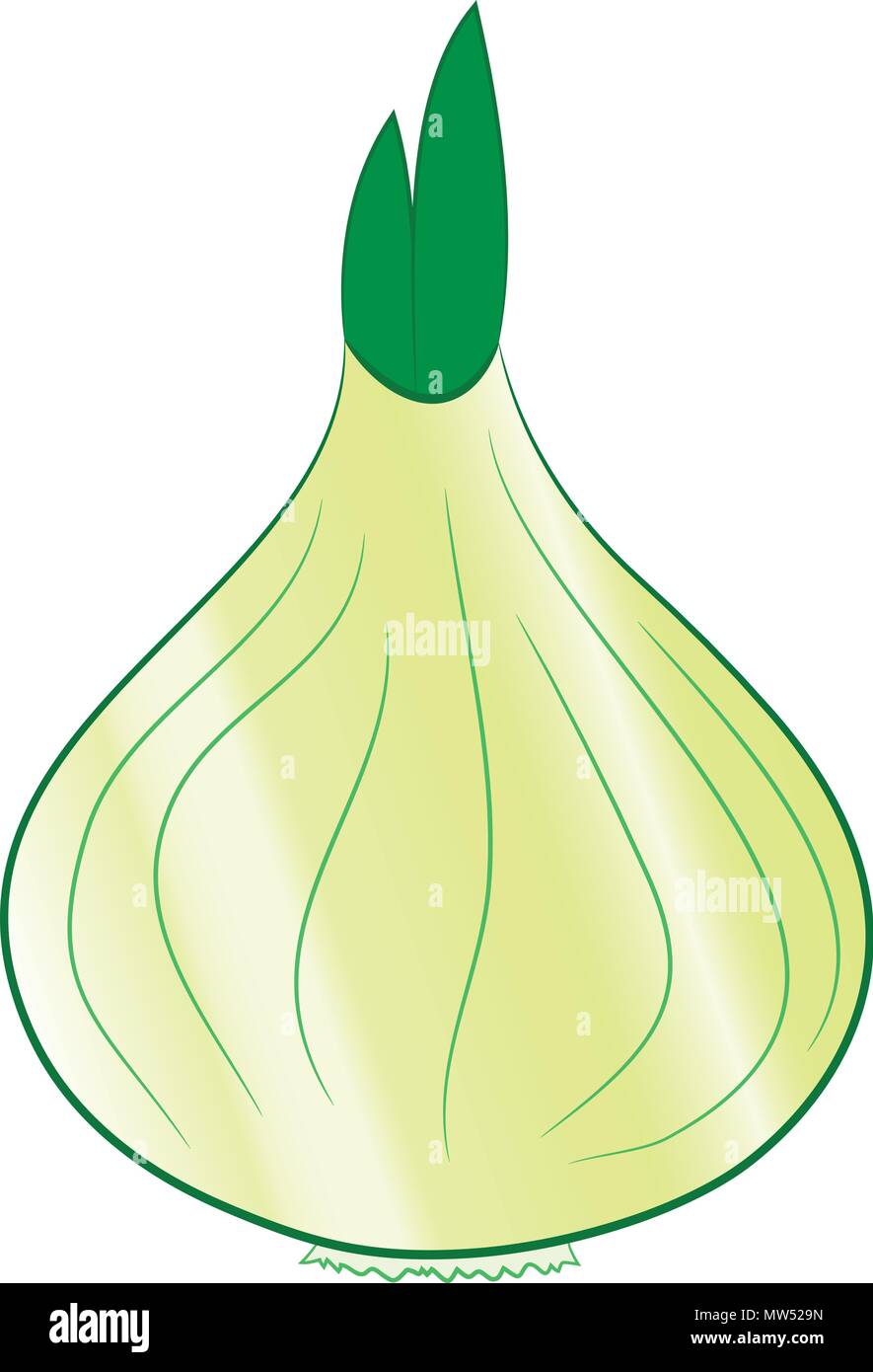 Cipolla Dolce illustrazione vettoriale Illustrazione Vettoriale