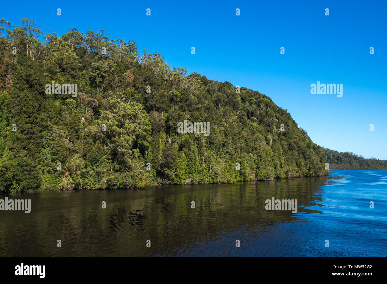 Alberi riflessa nel fiume Gordon, costa Ovest della Tasmania Foto Stock