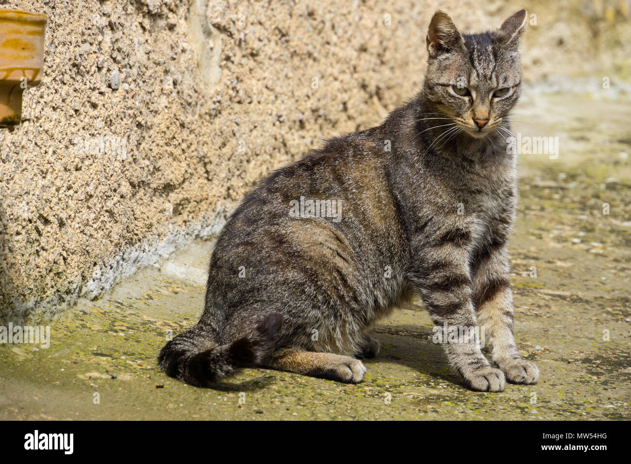 Mallorca, orgogliosa di lucky cat bellezza in piedi al sole accanto alla parete Foto Stock