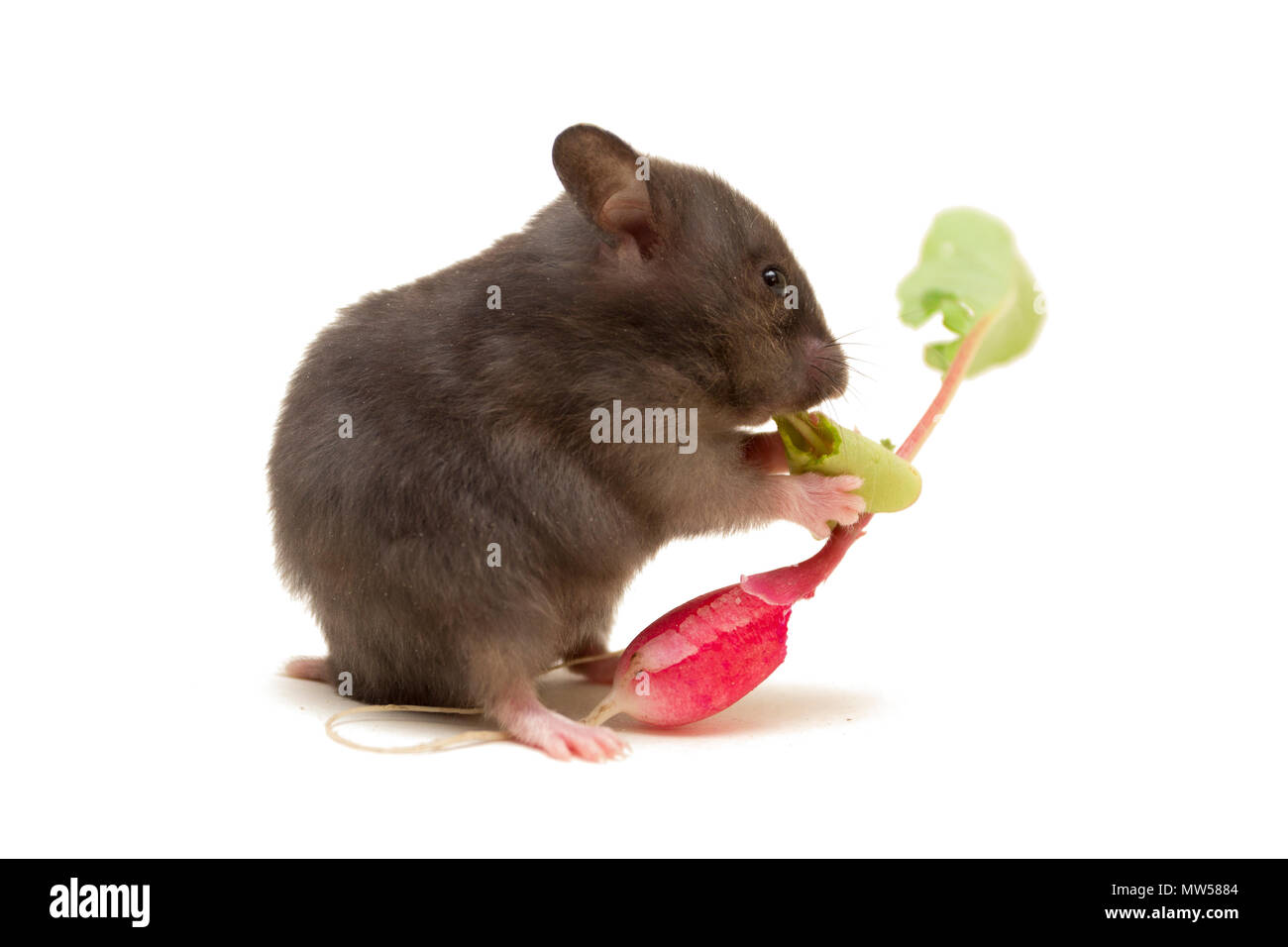 Piccolo criceto siriano di mangiare il ravanello Foto Stock