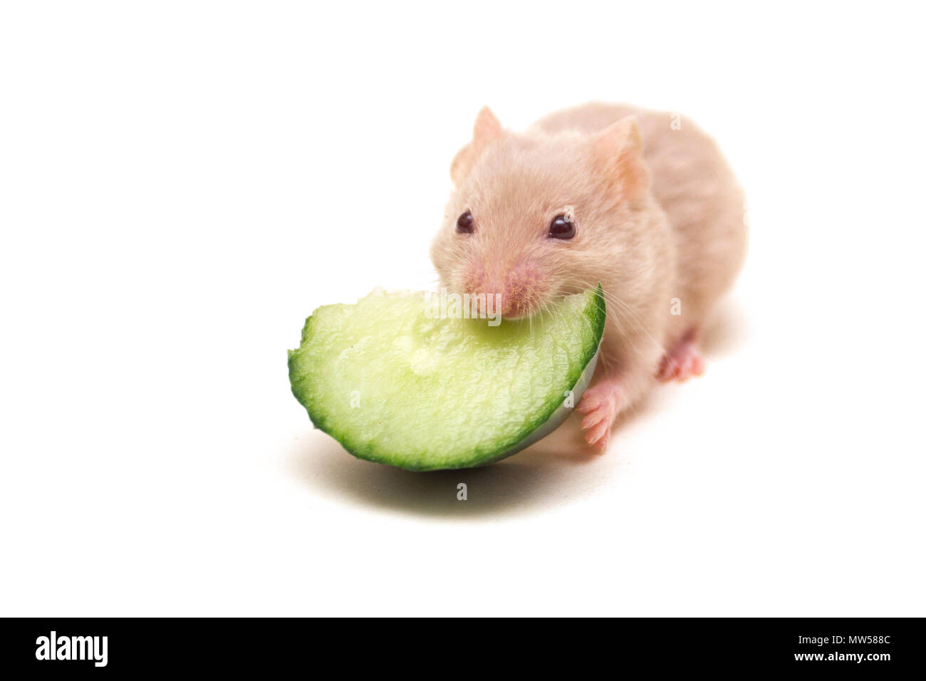 Piccolo criceto mangiare cetriolo Foto Stock