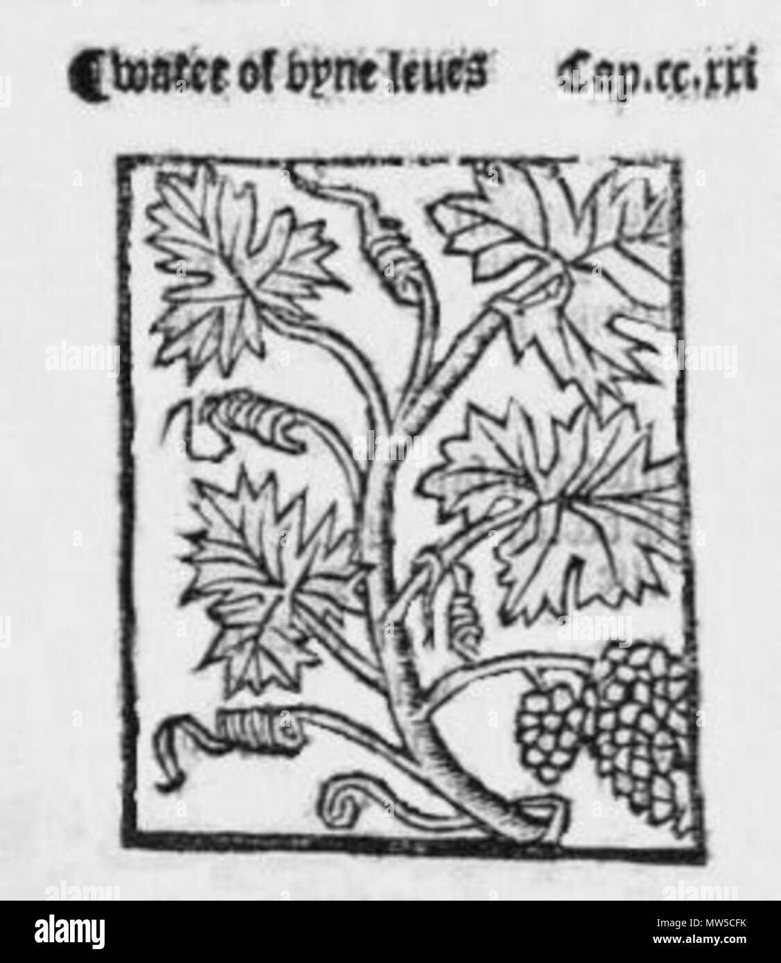 . Français : Illustrazione de la avviso distillat de feuilles de vigne de Brunschwig. Il 20 gennaio 2016, 11:29:14. Hieronymus Brunschwig 632 Vigne Brunschwig Foto Stock