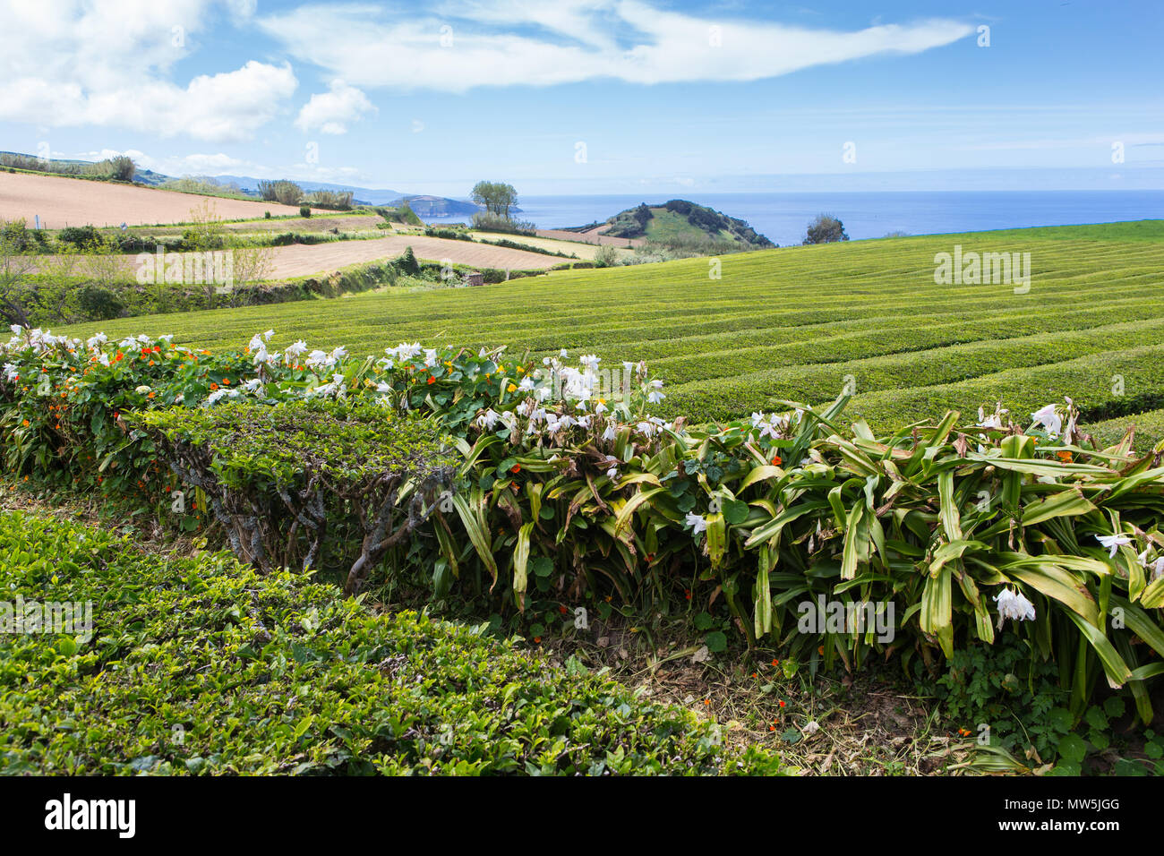 Verdi campi di tè sull isola Sao Miguel Foto Stock