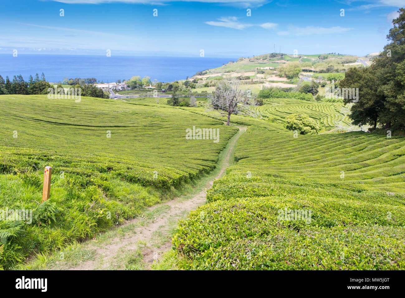 Verdi campi di tè sull isola Sao Miguel Foto Stock