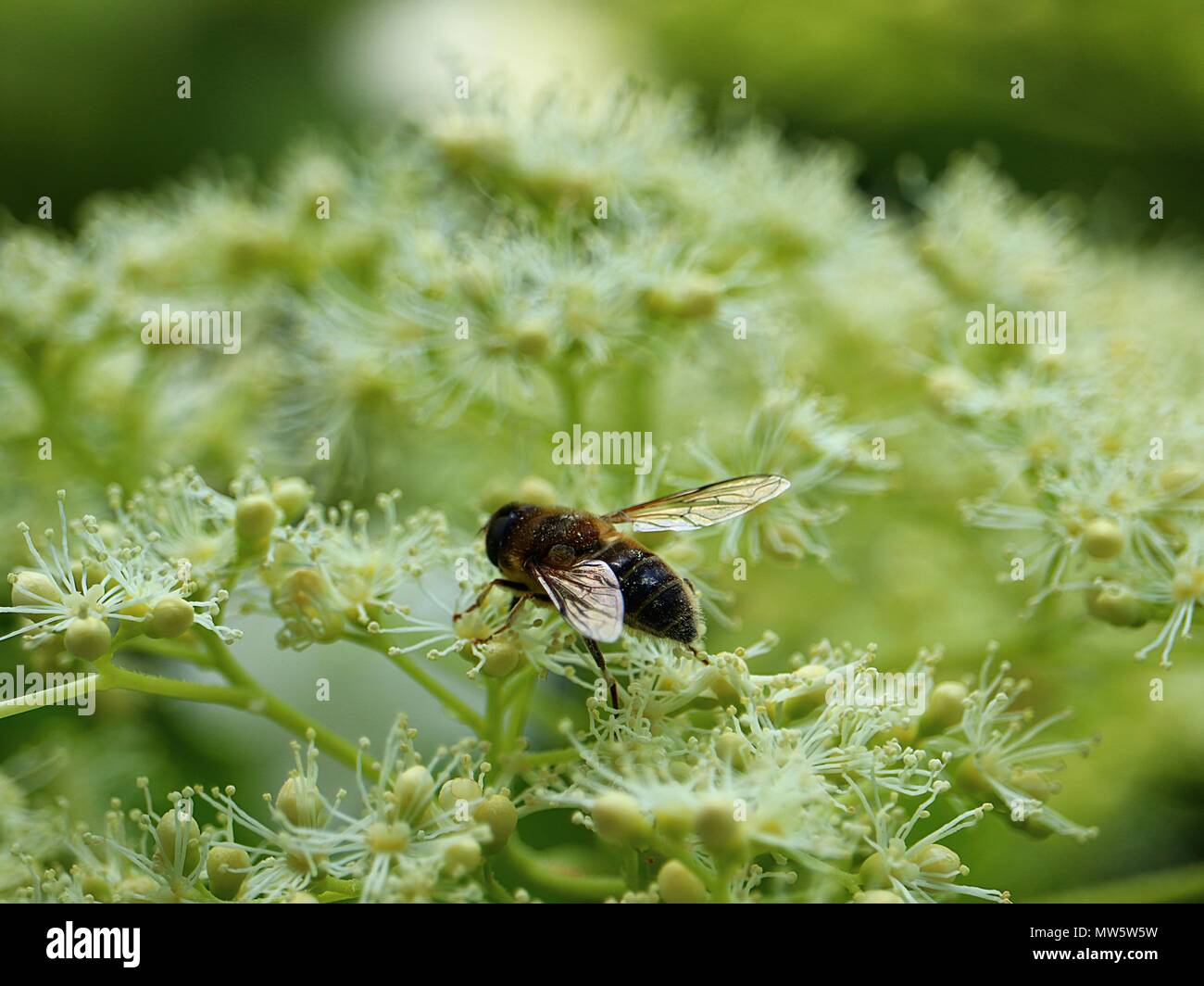 Un'ape ha atterrato sul fiore bianco di un viburno rose nel mese di maggio in Germania Foto Stock