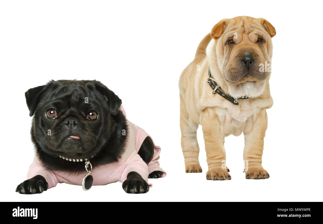 Piccolo Femmina Nero Pug Cucciolo Di Cane E Beige Fawn Colorato Shar